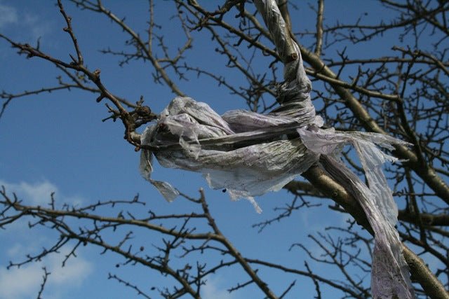 The Plastic Bag Caught In A Tree